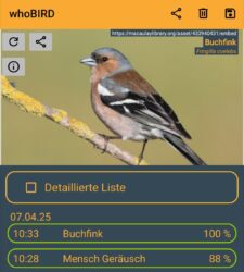 Natur genießen: Wie Sie  Vögel anhand ihres Gesangs  mit dem Handy bestimmen
